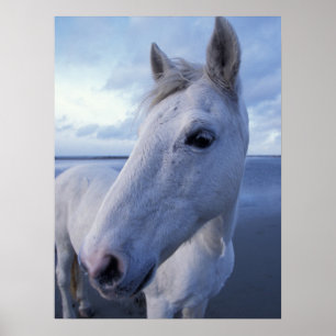 Poster Camargue Horse