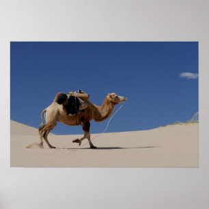 Poster camel