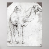 Poster Camel (Devant)