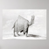 Poster Camel (Devant)