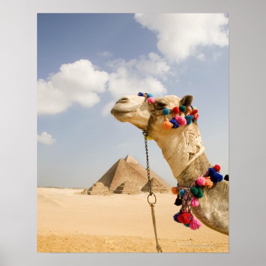 Poster Camel avec Pyramides Gizeh, Egypte (Devant)