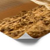 Poster Camel bébé (Coin)