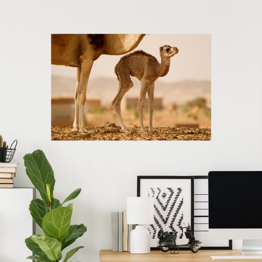 Poster Camel bébé (Bureau à domicile)