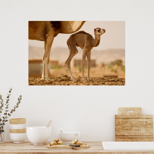 Poster Camel bébé (Cuisine)