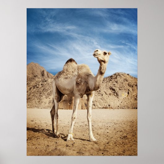 Poster Camel dans le désert (Devant)
