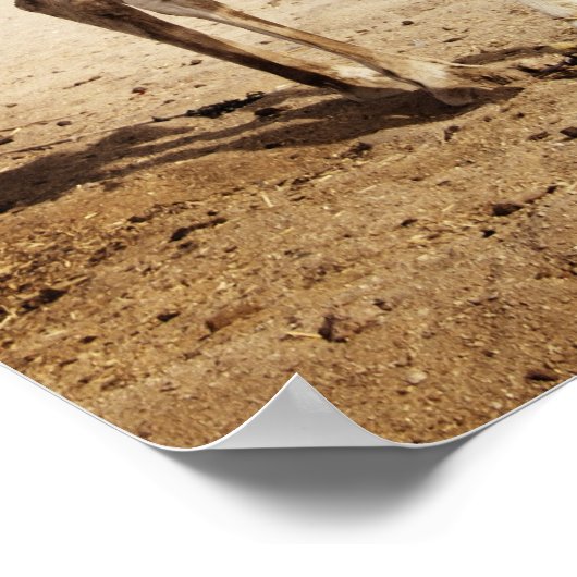 Poster Camel dans le désert (Coin)