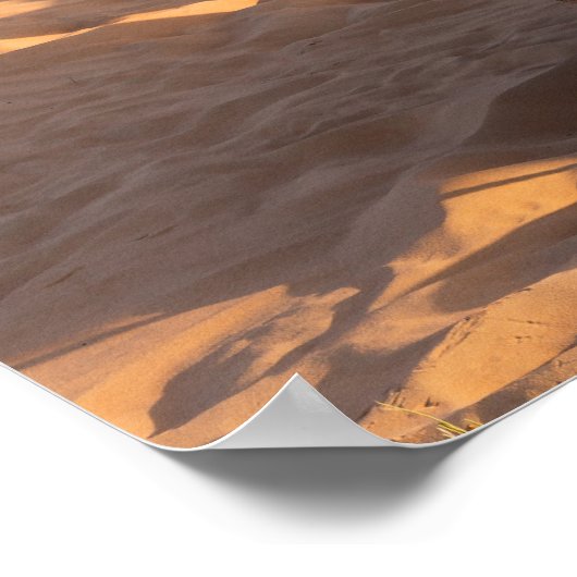 Poster Camel dans le désert d'Oman (Coin)