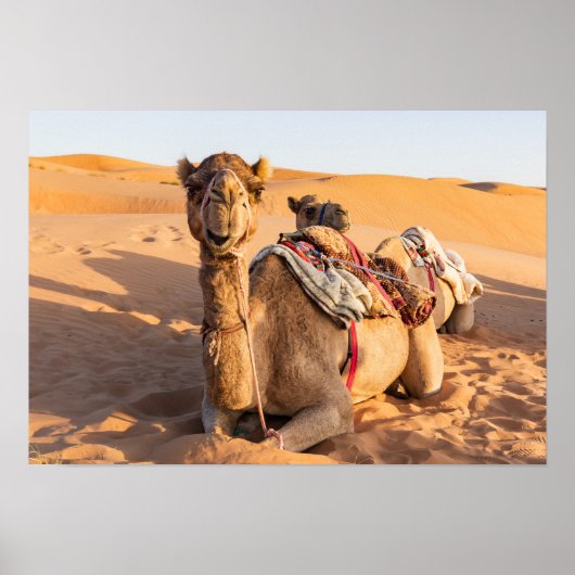 Poster Camel dans le désert d'Oman (Devant)