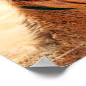 Poster Camel Dromédaire Arabe (Coin)