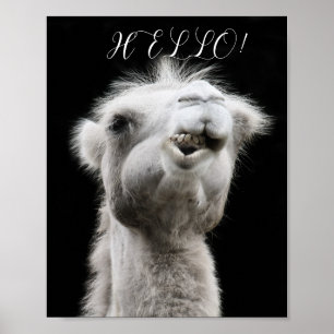 POSTER CAMEL HELLO