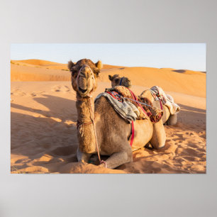 Poster Camel in Oman desert