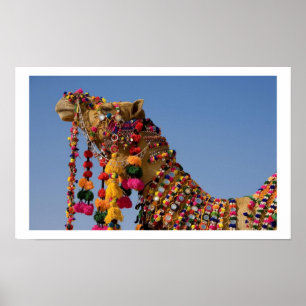 Poster Camel in The  Desert