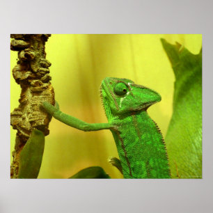 Poster caméléon