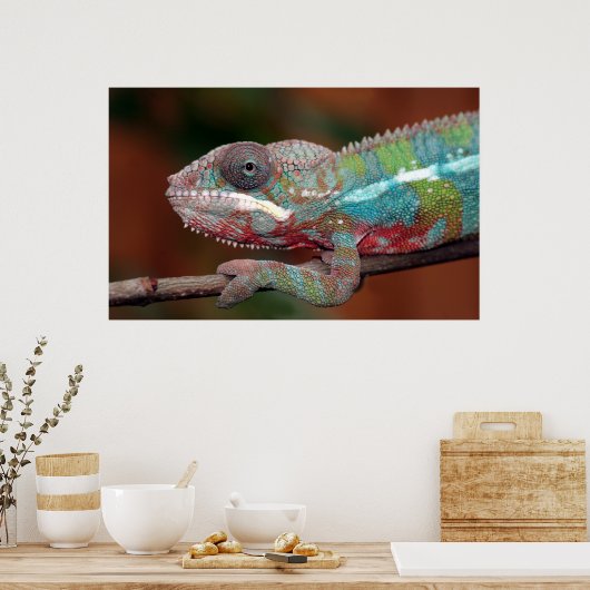 Poster caméléon (Cuisine)
