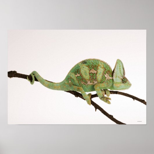 Poster Caméléon aux couleurs vives avec caractéristique 2 (Devant)