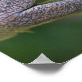 Poster Caméléon éléphant, Madagascar (Coin)