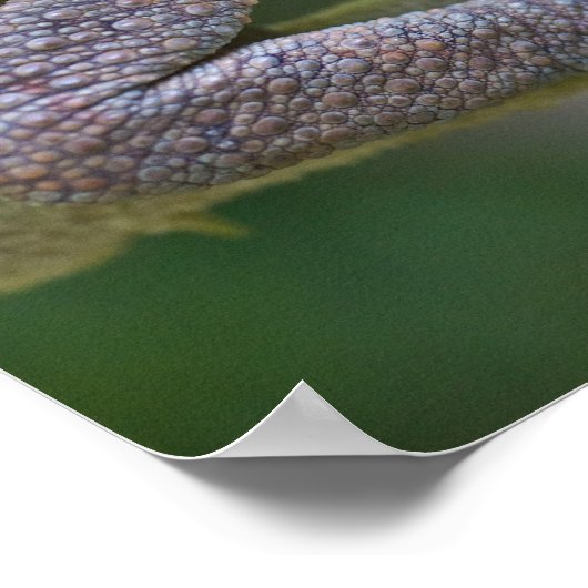 Poster Caméléon éléphant, Madagascar (Coin)