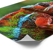 Poster Caméléon panthère (Coin)
