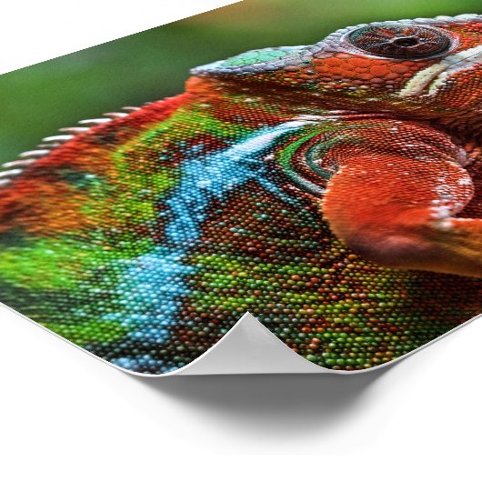 Poster Caméléon panthère (Coin)