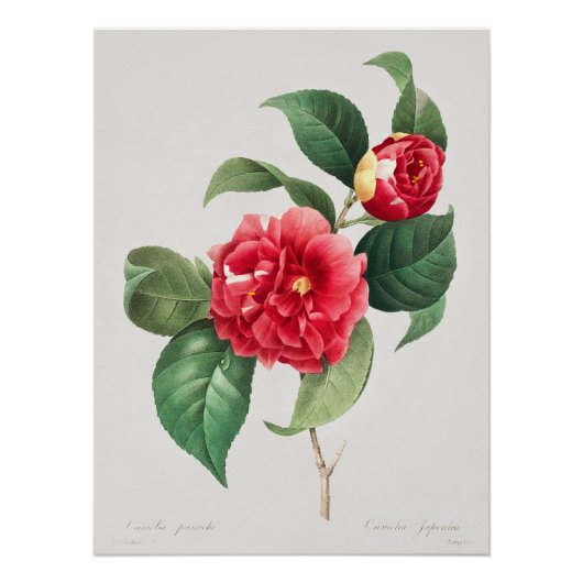 Poster Camélia panaché, Pierre-Joseph Redouté, 1833 (Devant)