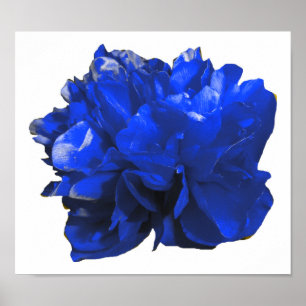 Poster Camelia Pop Blue