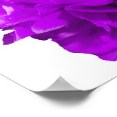 Poster Camelia Pop Purple (Coin)