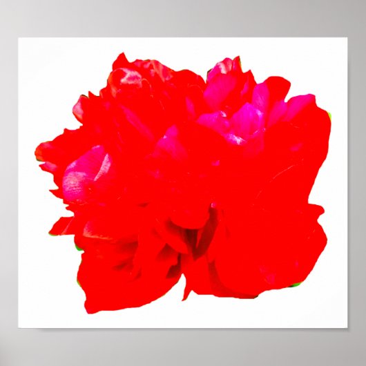 Poster Camelia Pop Red (Devant)