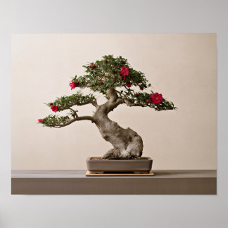 Poster Camélia Sasanqua Bonsaï Art Imprimé | Japonais