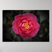 Poster Camellia, (Devant)