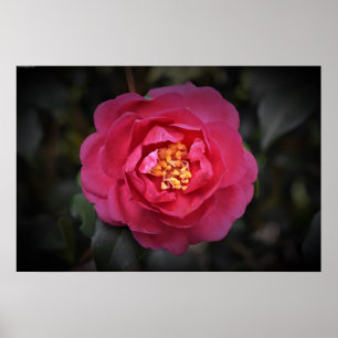 Poster Camellia,
