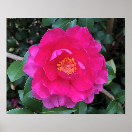 Poster Camellia, (Devant)