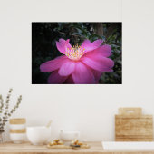 Poster Camellia, (Cuisine)