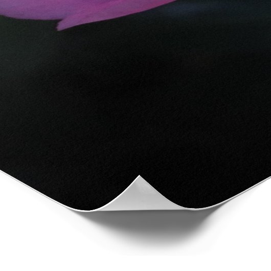 Poster Camellia, (Coin)