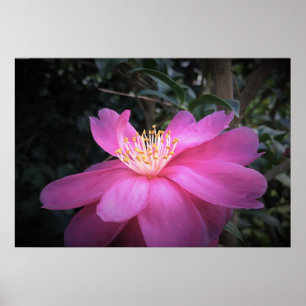 Poster Camellia,