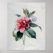 Poster Camellia (Devant)