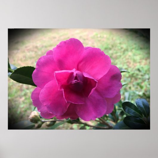 Poster Camellia, (Devant)