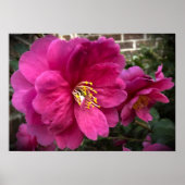 Poster Camellia, (Devant)