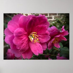 Poster Camellia,