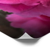 Poster Camellia, (Coin)