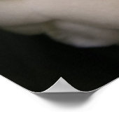 Poster Camellia blanche (Coin)