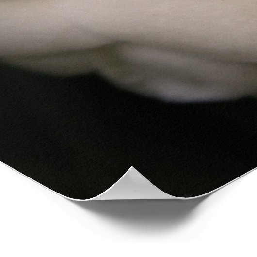 Poster Camellia blanche (Coin)