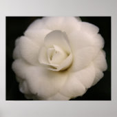 Poster Camellia blanche (Devant)