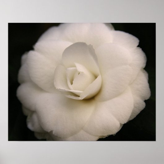 Poster Camellia blanche (Devant)