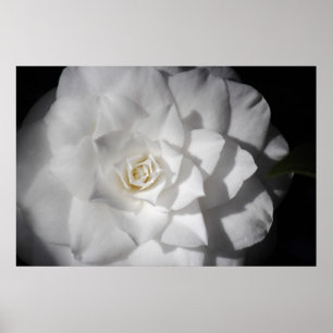 Poster Camellia blanche