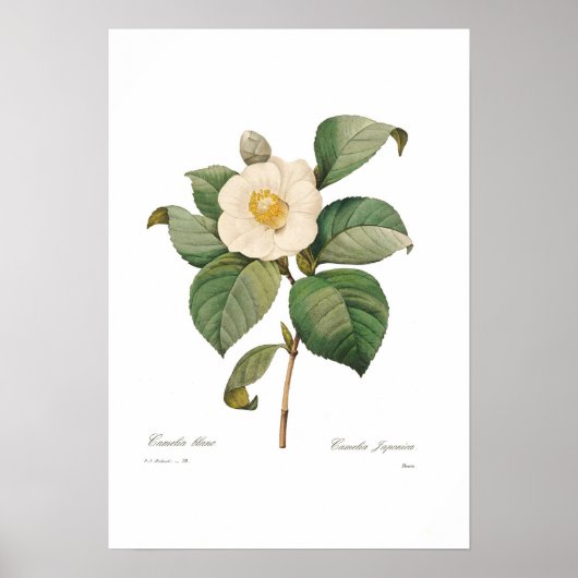 Poster Camellia blanche unique (Devant)