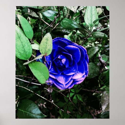 Poster Camellia bleue 401 (Devant)
