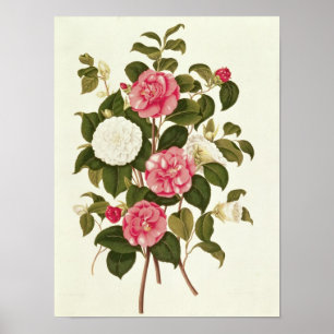 Poster Camellia de "Une monographie sur le genre"