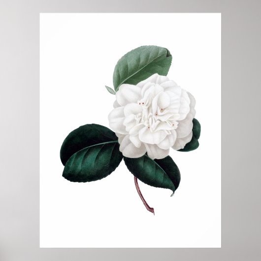 Poster Camellia, fleur blanche, imprimé botanique (Devant)