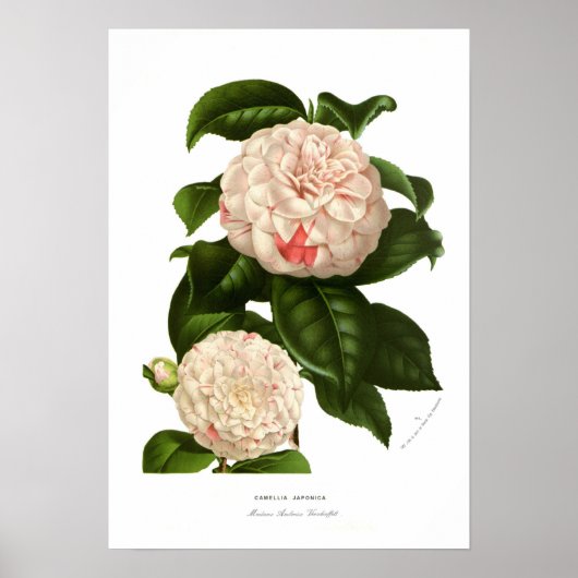 Poster Camellia japonaise (Devant)