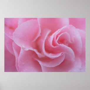 Poster Camellia rose